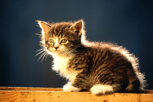 A small kitten of gray-spotted color with white paws