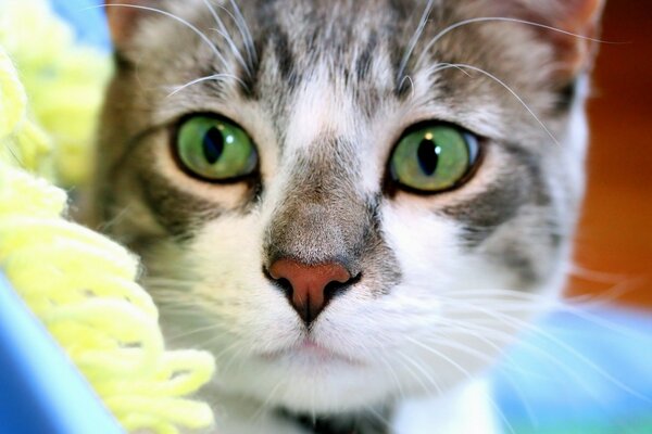 Gato de ojos verdes acostado en una almohada