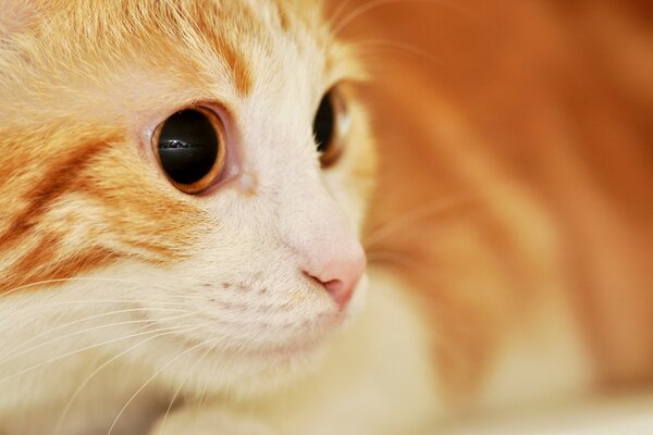 Faccia curiosa di un gatto rosso