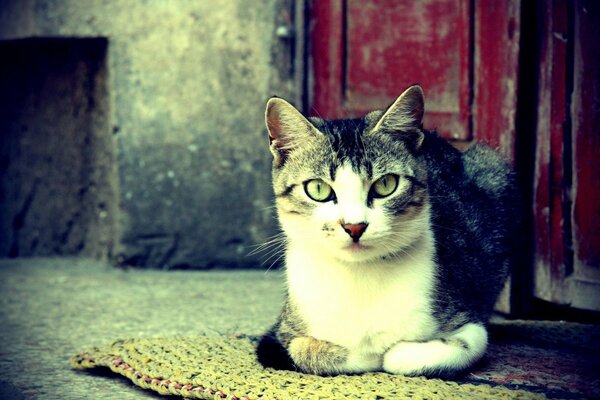 A street cat is sitting on a rug