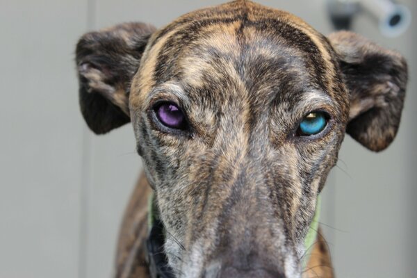 Cute dog with different eyes