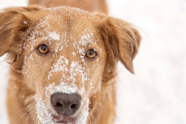 उसके सिर पर बर्फ के साथ एक कुत्ता