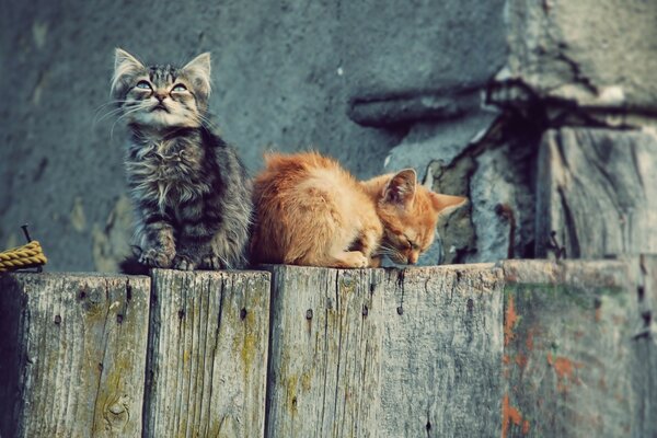 I gattini riposano dopo un gioco divertente