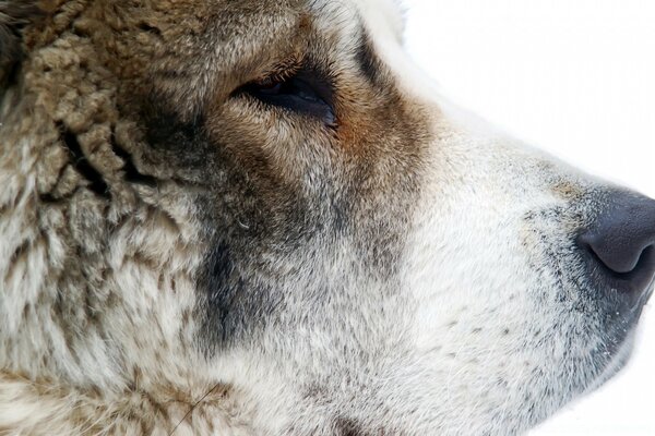 Beautiful profile of an old dog