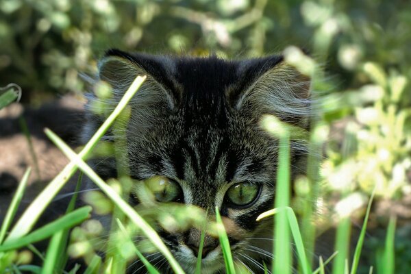 Chaton gris caché dans l herbe