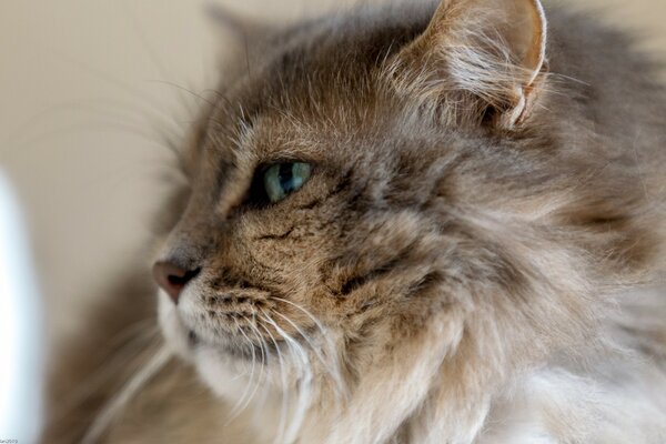 Grey Cat Profile