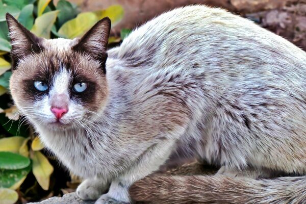 Cute cat with piebald color