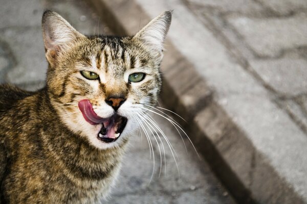 Rayé insolent chat lécher