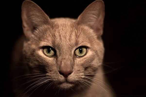 Noble bête avec de beaux yeux