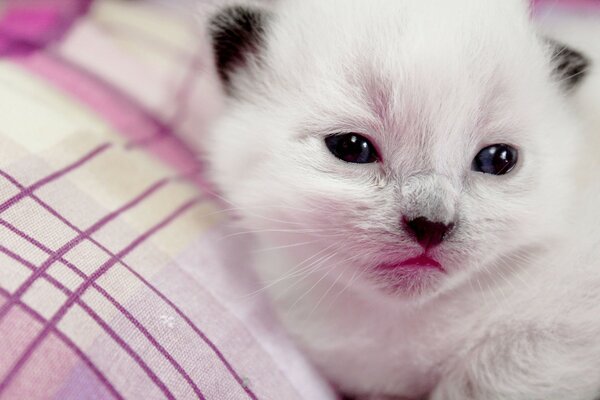 Gatinho espera o retorno da mãe