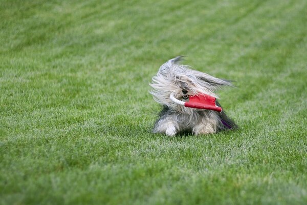 Pelziger Hund spielt auf dem Rasen