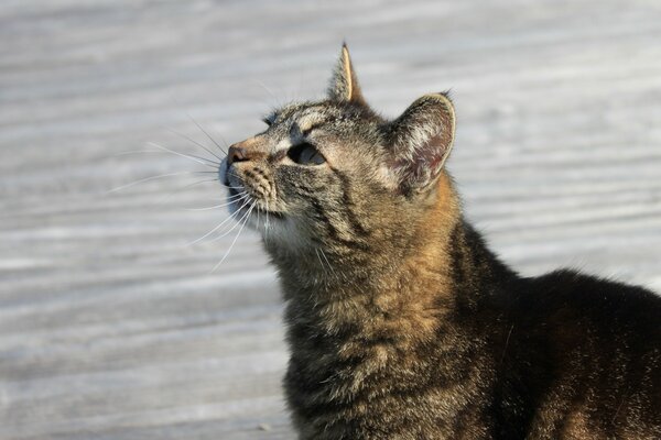 Bellissimo ritratto di un gatto colorato