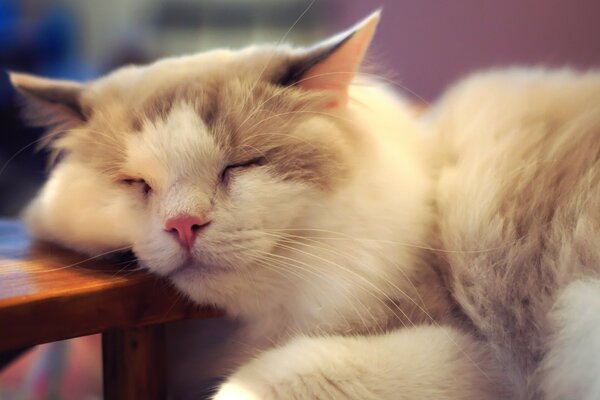 Gatinho fofo está cansado e dormindo