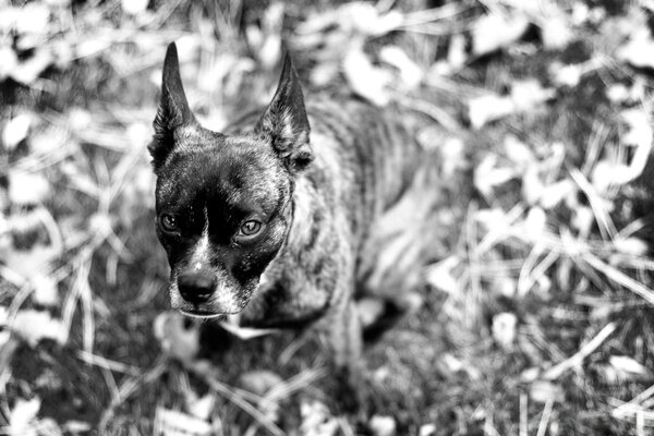 Perro en una foto en blanco y negro