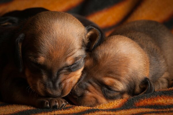 Hora tranquila en cachorros pequeños