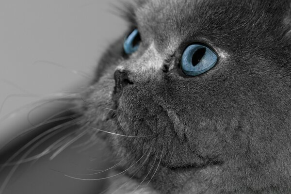 Blue eyes of a gray cat