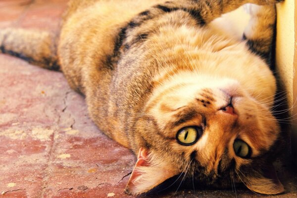 Eine verspielte Katze liegt auf der Couch