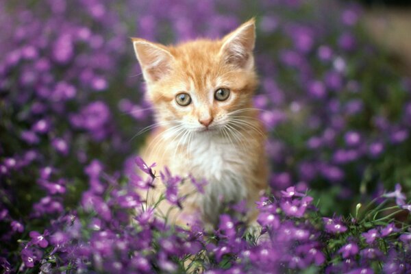 Nature field of violet flowers with a kitten