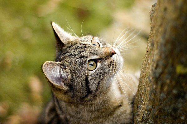 Europäische Katze versucht, auf einen Baum zu klettern