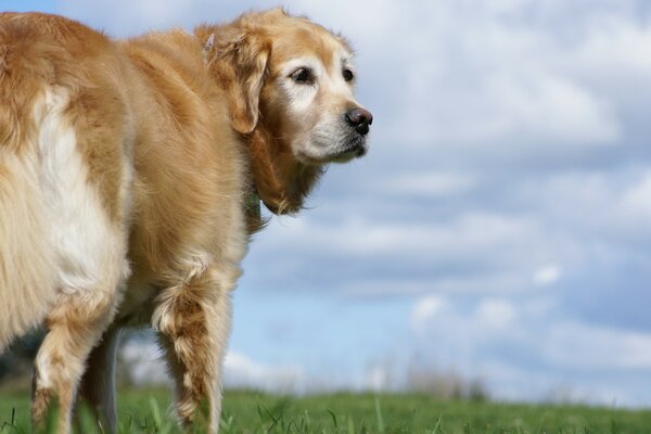 Chien marchant sur une Prairie verte