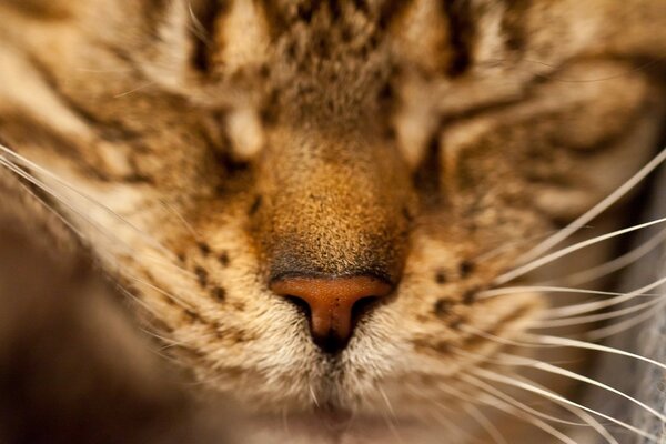 Lindo gato muele los ojos