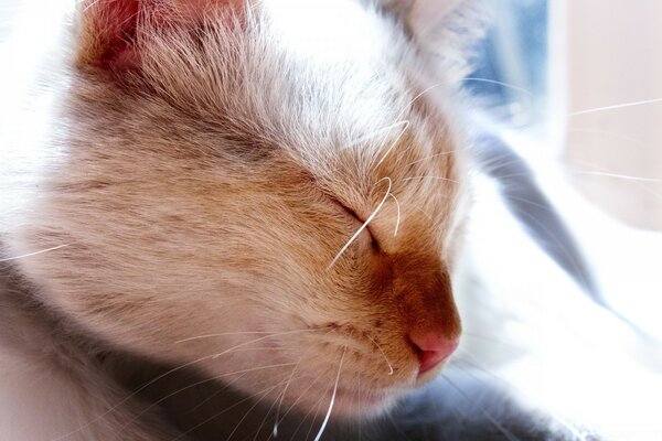 A white sleepy cat in the rays