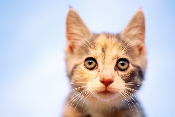 Pequeño gatito pelirrojo Mira al dueño