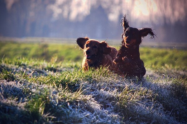 Gordon setter trabaja en el campo