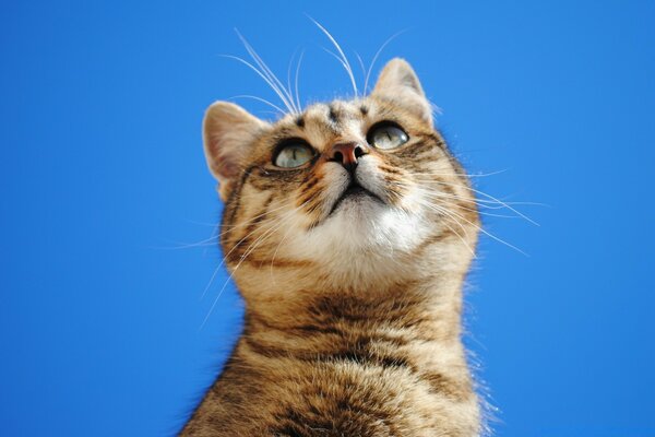 Un gato observa de cerca el vuelo de un pájaro