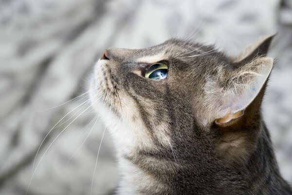 Kyska muriska looks up