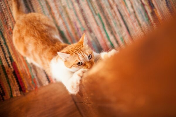 A red cat with a scratching post