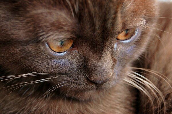 Schöne braune Katze mit gelben Augen