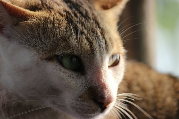 Brown cat with a spot on his nose