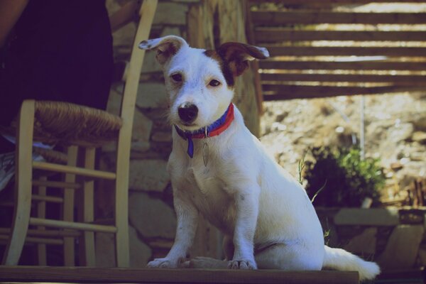 Perro blanco en el patio