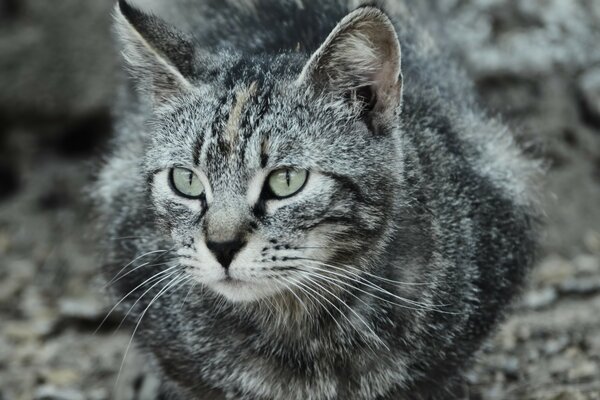 Gato gris rayado con piel peluda