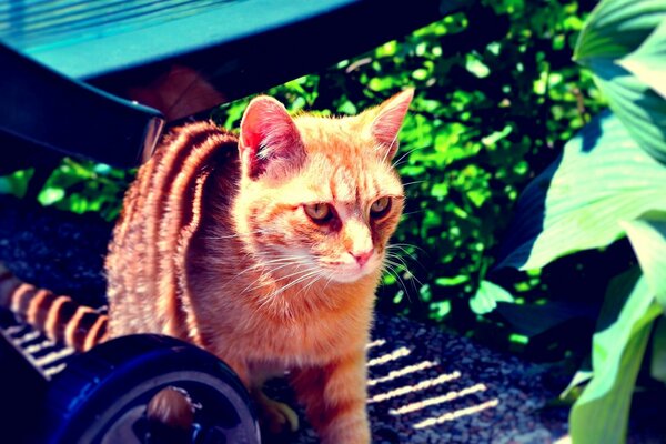 Die rothaarige Katze versteckte sich unter einem Baldachin