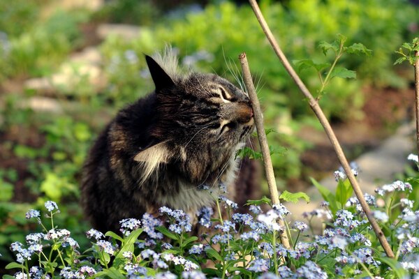 Gatto soriano in fiori