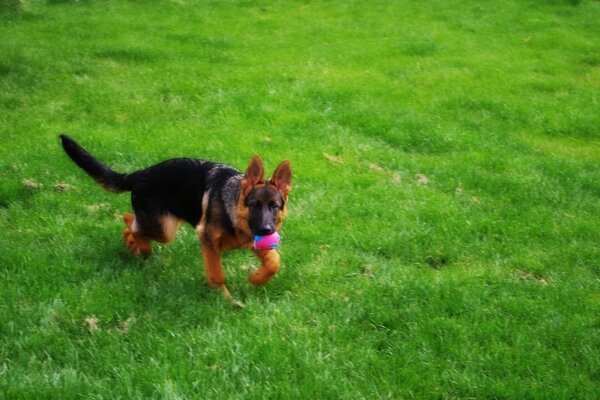 Ein Hund, der mit einem Ball auf dem Rasen spielt