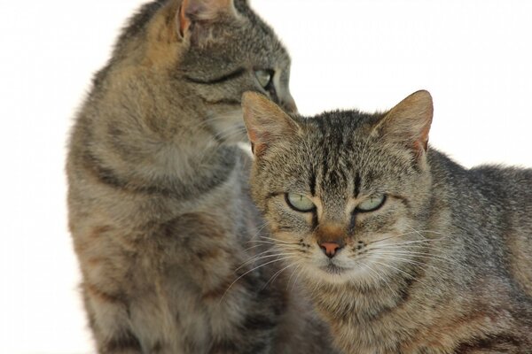 Dos gatos mamíferos hermosos