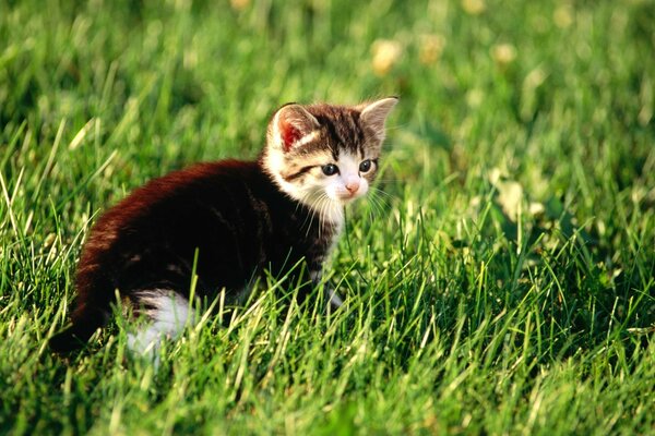 Küçük yavru kedi çimenlerin içinde yürüyor