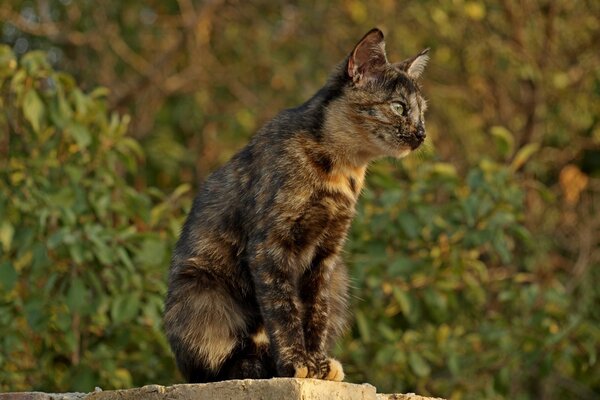 Çok renkli bir yavru kedi evi koruyor