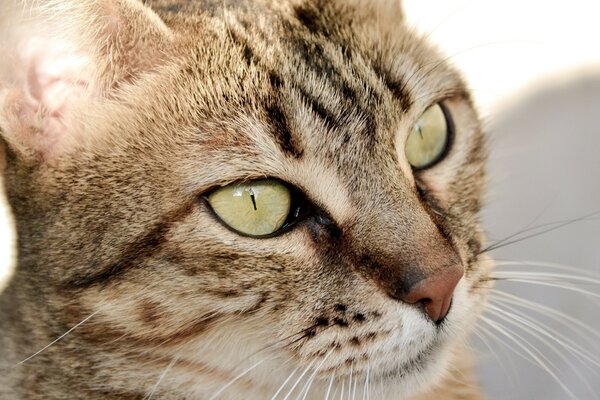 Un gato de ojos verdes Mira a la distancia