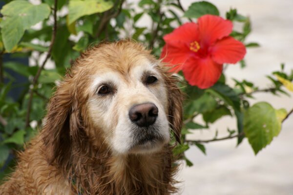 Cute dog with a red flower