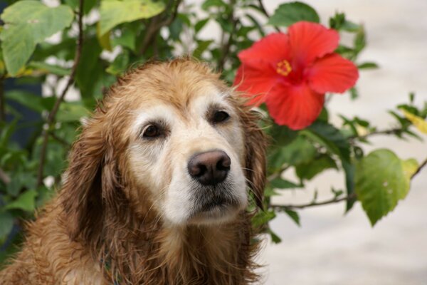 Мила собака з червоною квіткою
