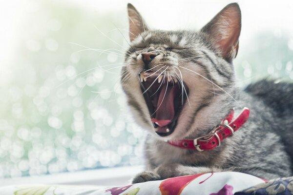 Die Katze gähnt auf der Fensterbank liegend