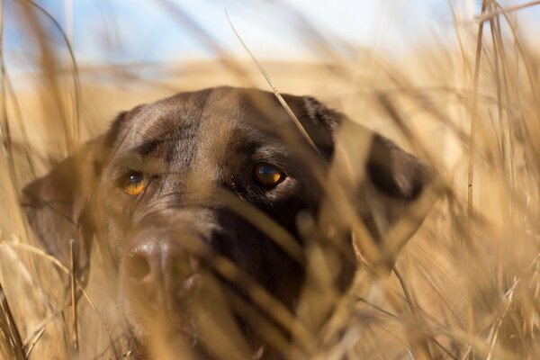 A great shot of a pet