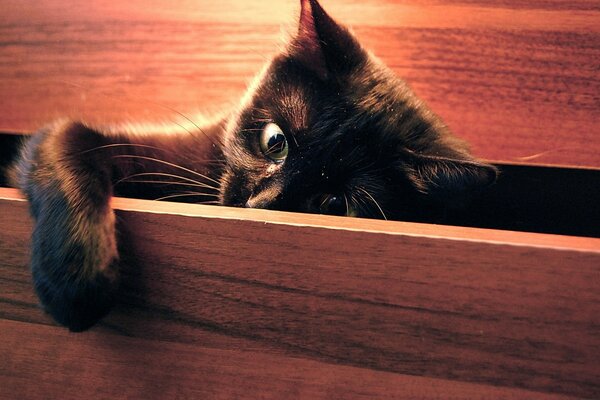 The black cat is sitting in the dresser