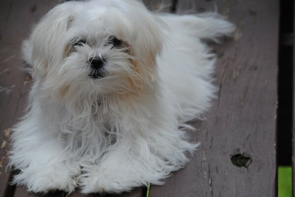 Cute dog is lying on the floor