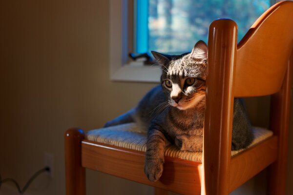 A grey cat is lying on a chair