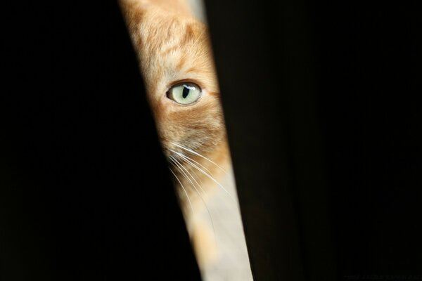 Chat roux aux yeux verts